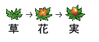 「草」→「花」→「実」